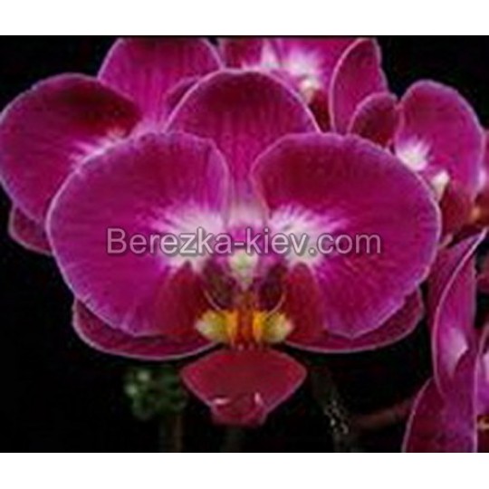 Орхидея 2 ветки (Younghome-Focus)